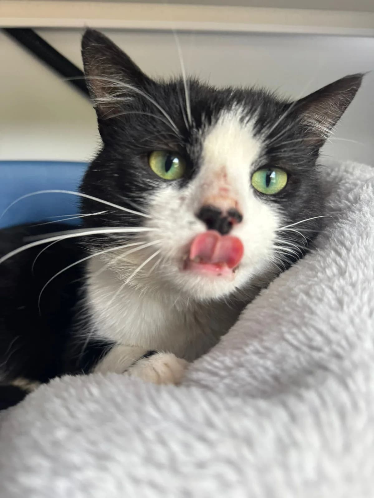 Kit, male 3yo Mixed Breed for adoption at Lothian Cat Rescue, Edinburgh