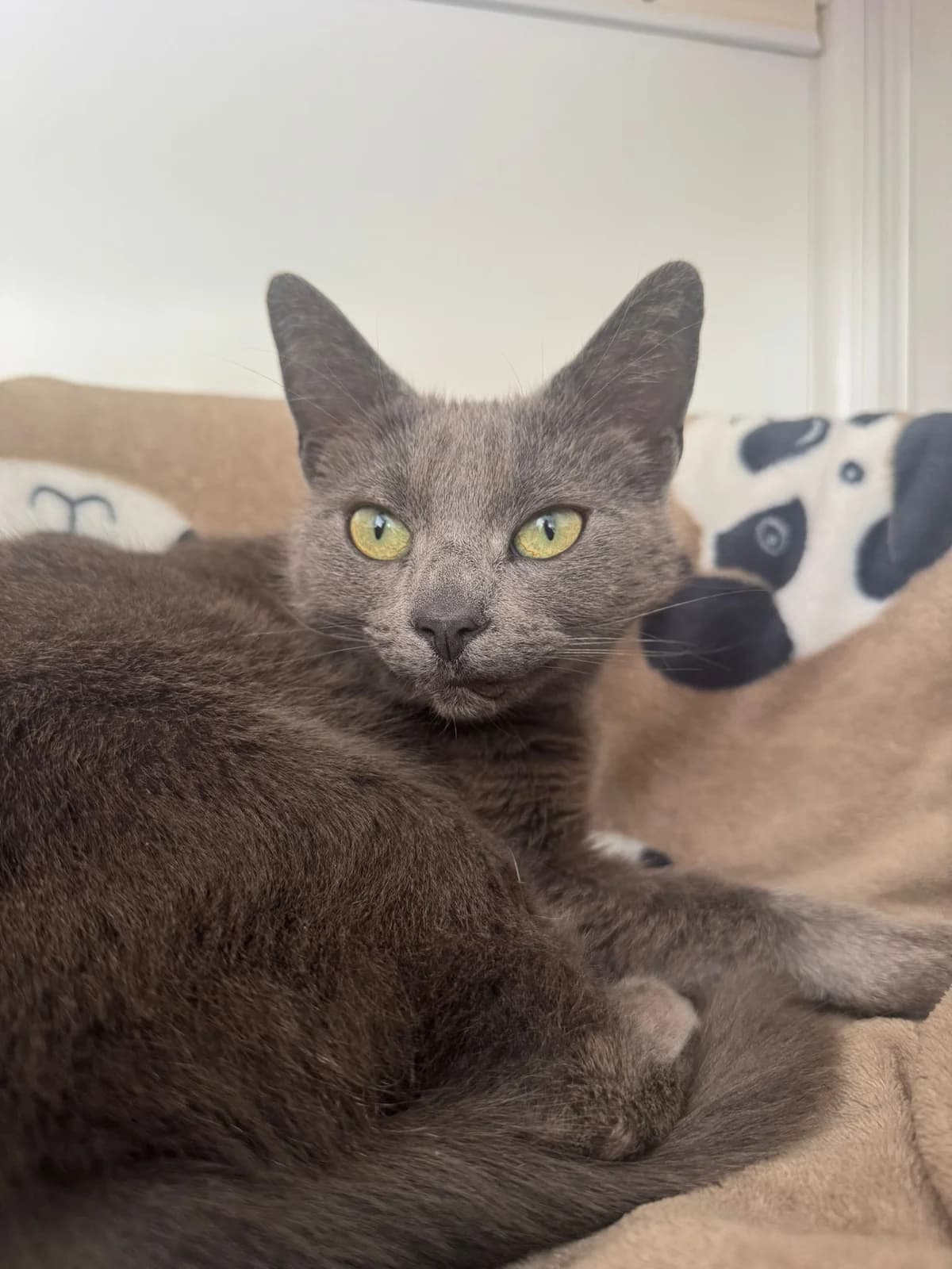 Lynx, female 5yo Mixed Breed for adoption at Lothian Cat Rescue, Edinburgh