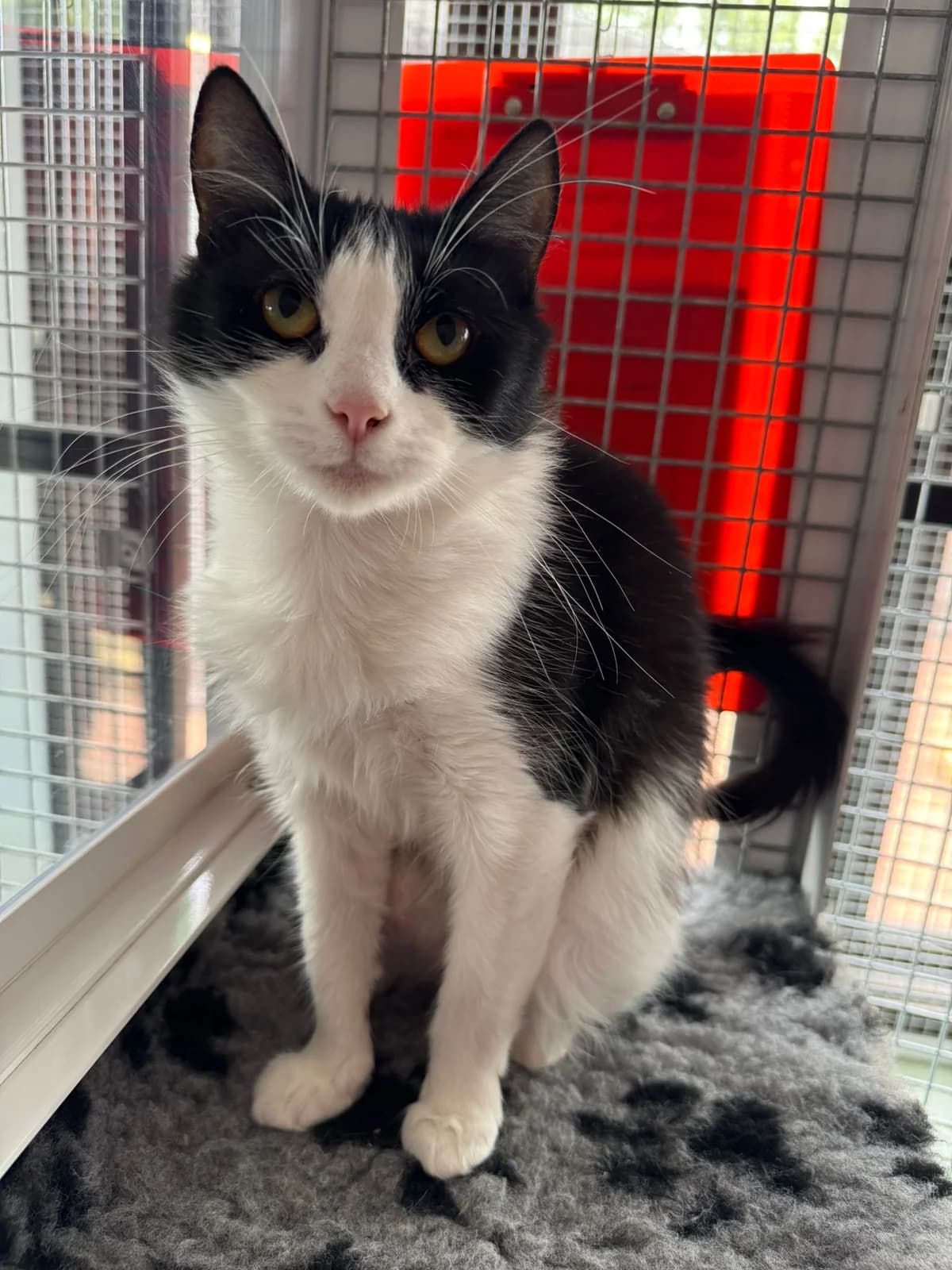 Mary (perhaps with Penny), female puppy Mixed Breed for adoption at Lothian Cat Rescue, Edinburgh