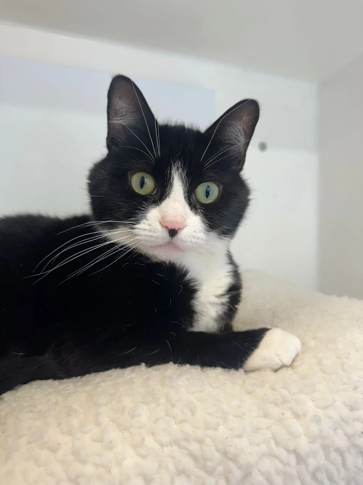 Missy, female 6yo Mixed Breed for adoption at Lothian Cat Rescue, Edinburgh
