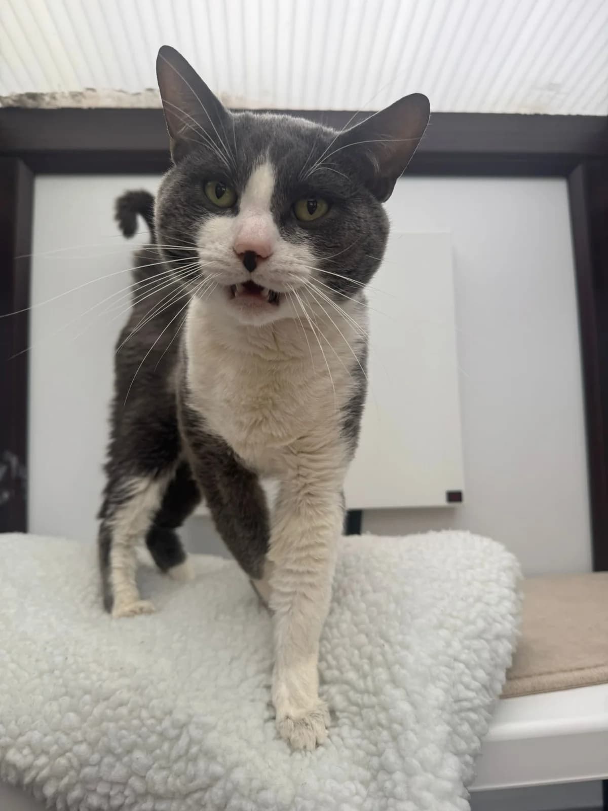 Moon, male 4yo Mixed Breed for adoption at Lothian Cat Rescue, Edinburgh