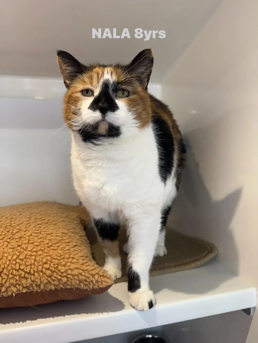 Nala, female Mixed Breed for adoption at Lothian Cat Rescue