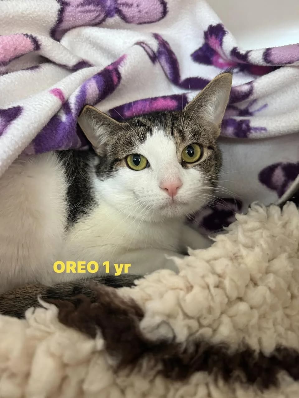 Oreo, male Mixed Breed for adoption at Lothian Cat Rescue