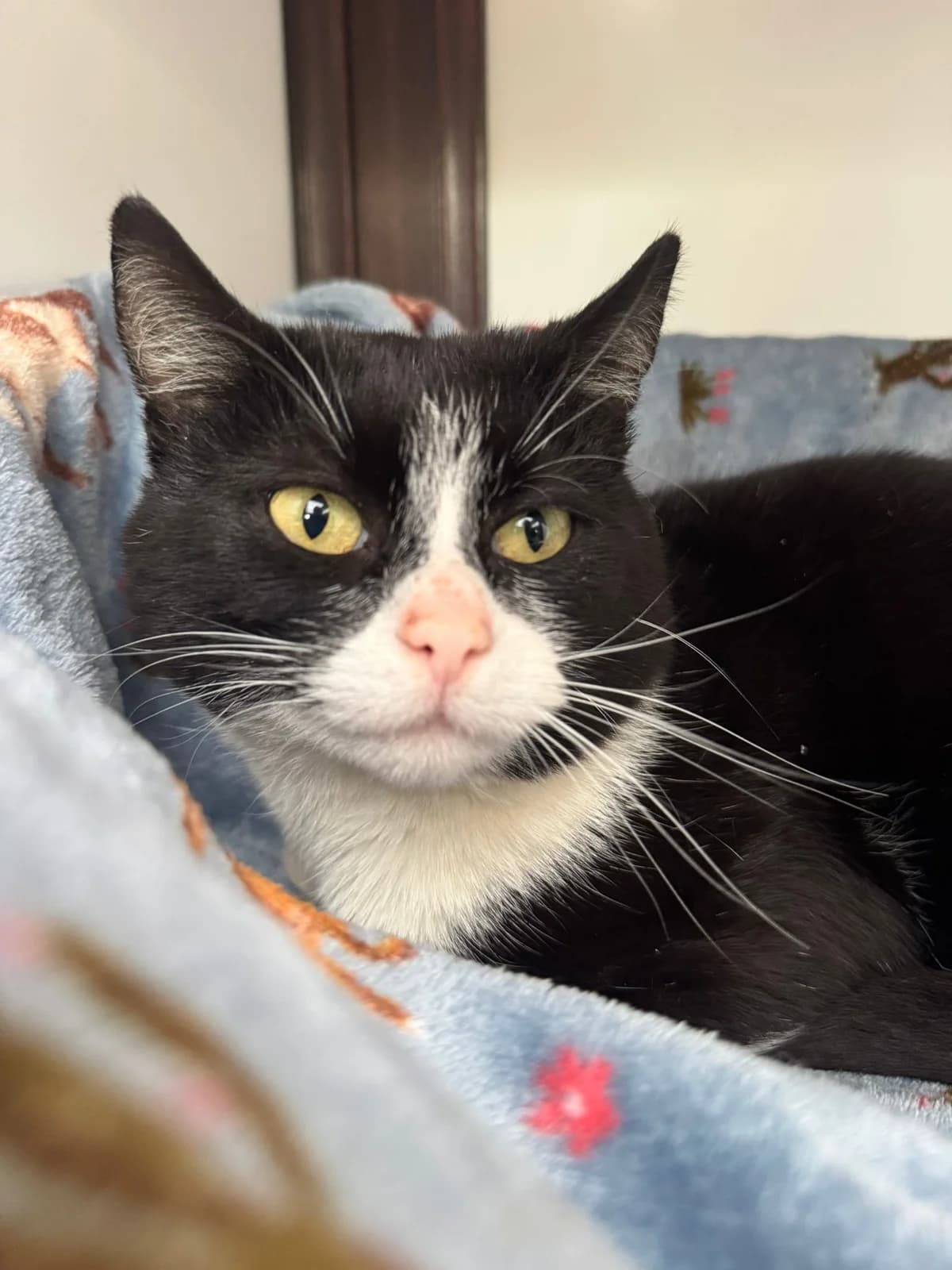 Oreo, male young Mixed Breed for adoption at Lothian Cat Rescue, Edinburgh