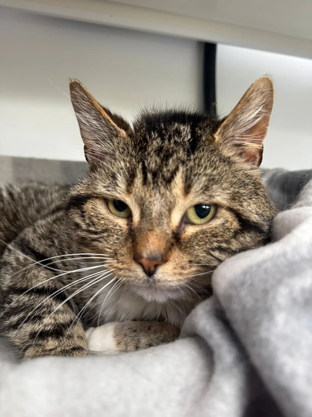 Pete, male 3yo Mixed Breed for adoption at Lothian Cat Rescue, Edinburgh