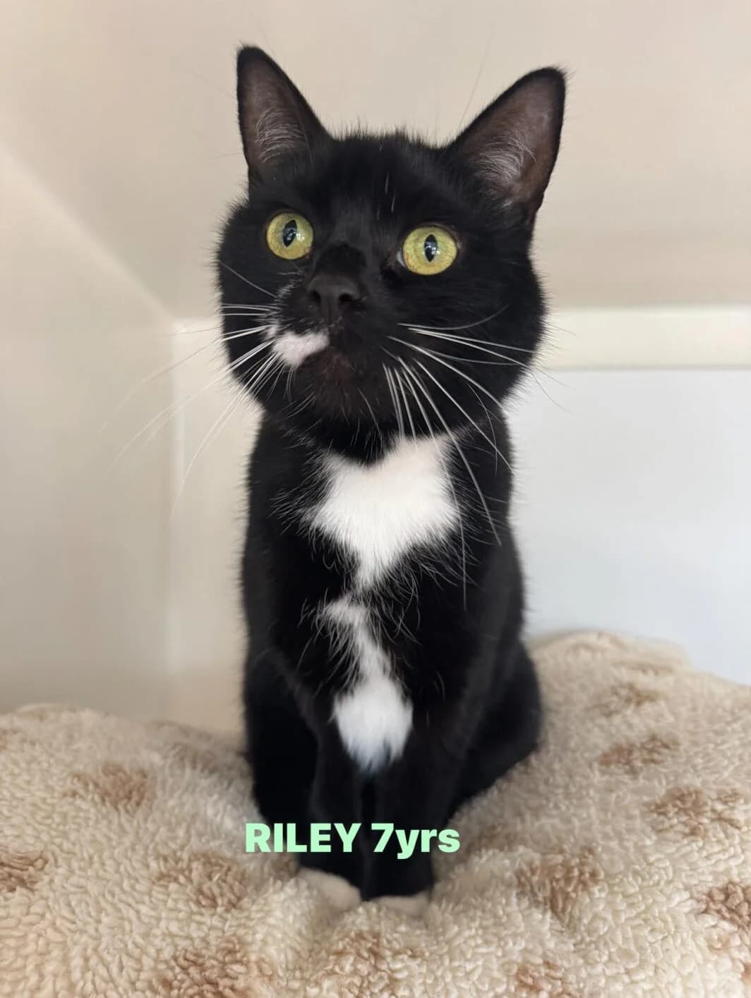 Riley, female 7yo Mixed Breed for adoption at Lothian Cat Rescue, Edinburgh