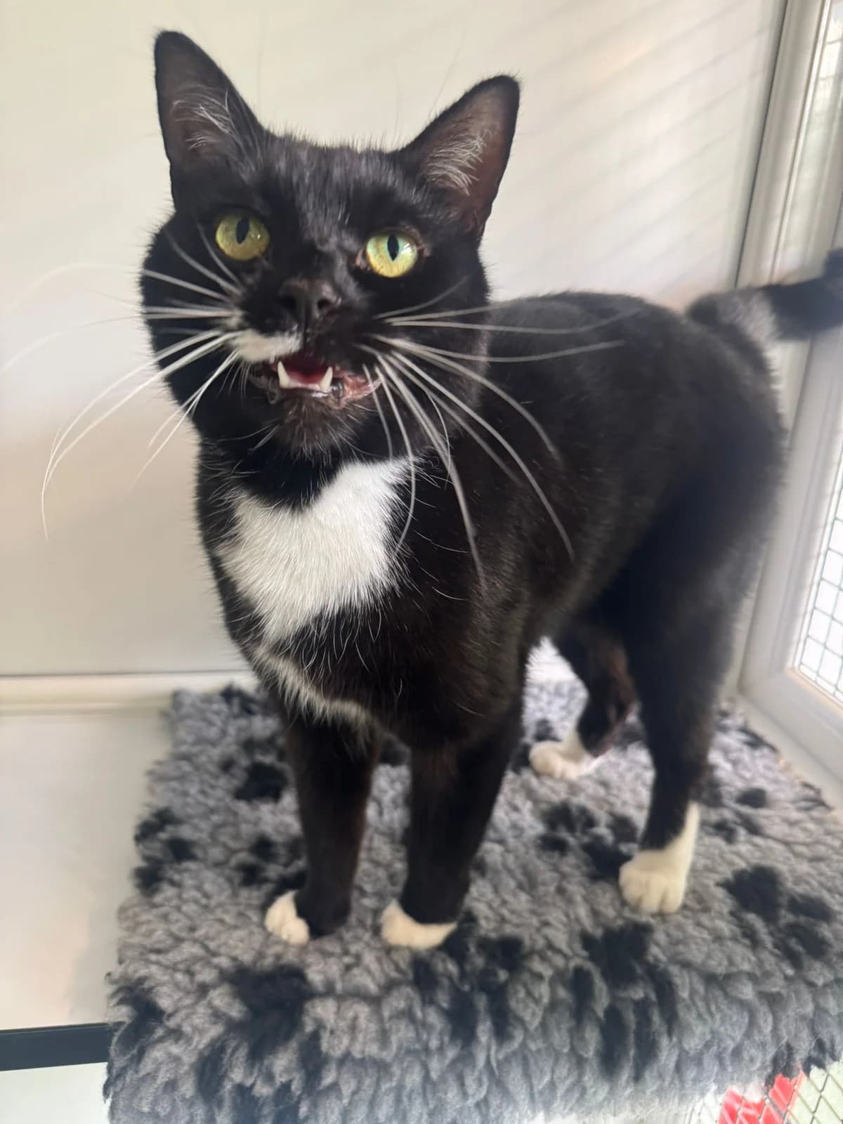 Riley, female 7yo Mixed Breed for adoption at Lothian Cat Rescue, Edinburgh