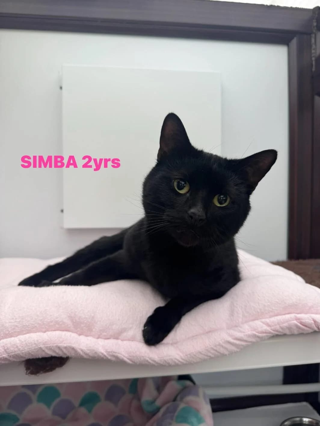 Simba, male Mixed Breed for adoption at Lothian Cat Rescue