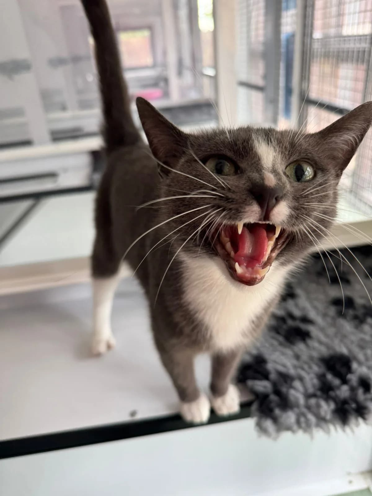 Skye, female young Mixed Breed for adoption at Lothian Cat Rescue, Edinburgh