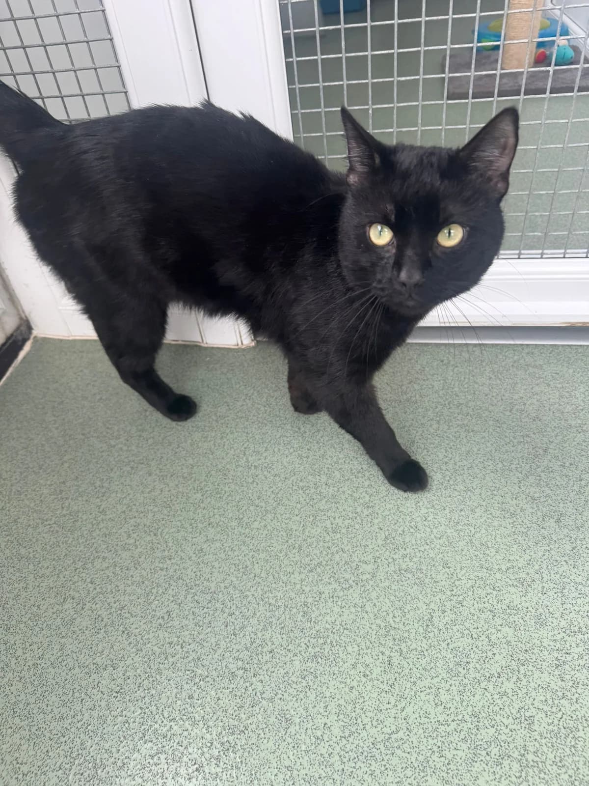 Tim, male 5yo Mixed Breed for adoption at Lothian Cat Rescue, Edinburgh