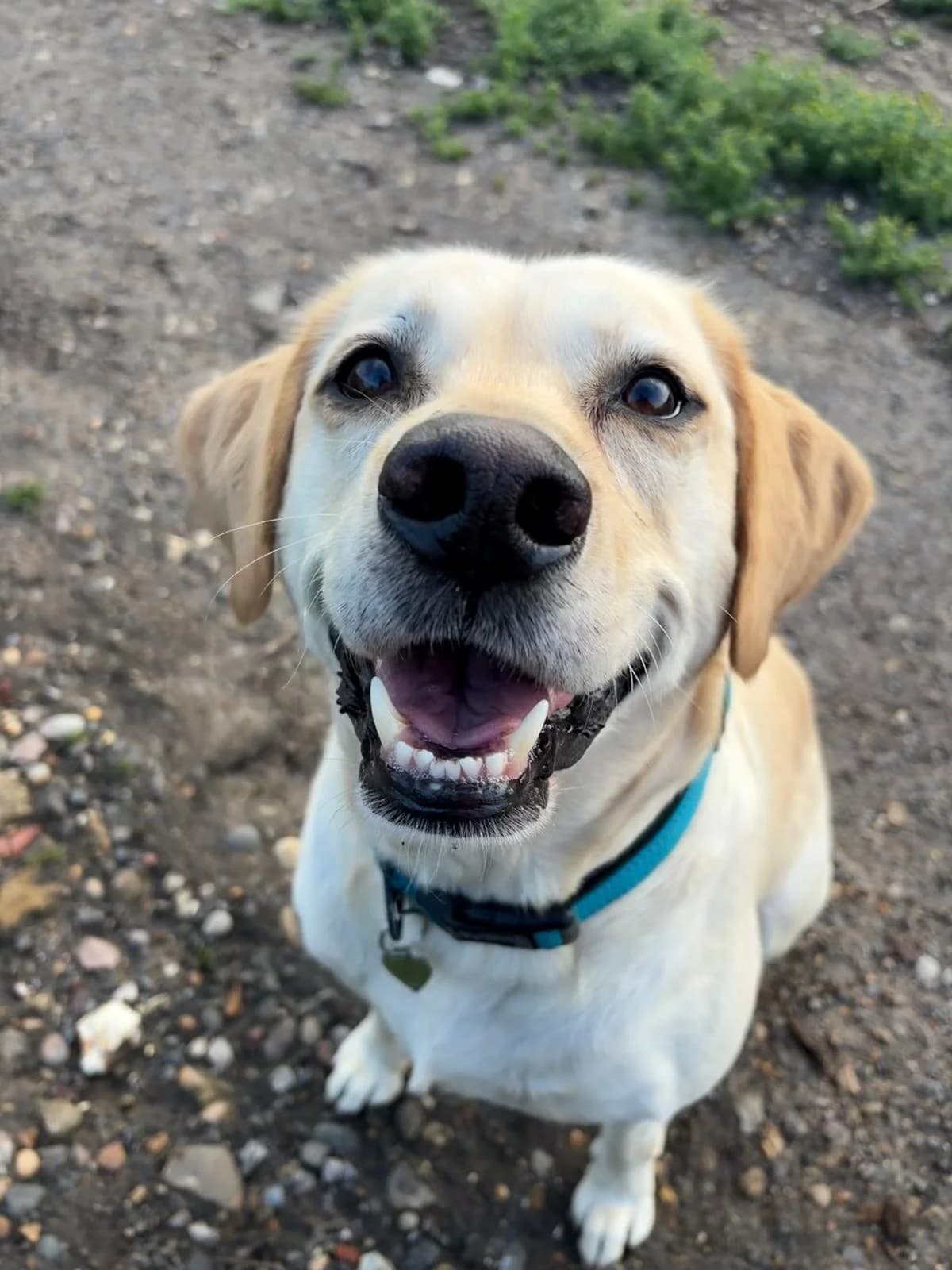 2440 – Nearly 7 year old Yellow male, Yellow male 7yo Labrador Retriever for adoption at Labrador Rescue South East and Central