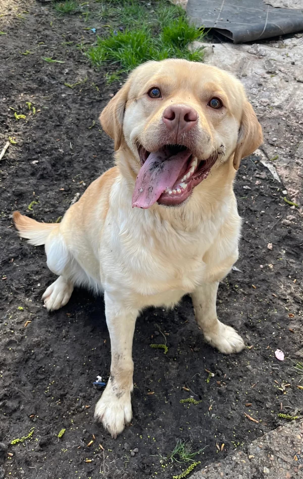 2451 Young Male Dog, Yellow male young Labrador Retriever for adoption at Labrador Rescue South East and Central