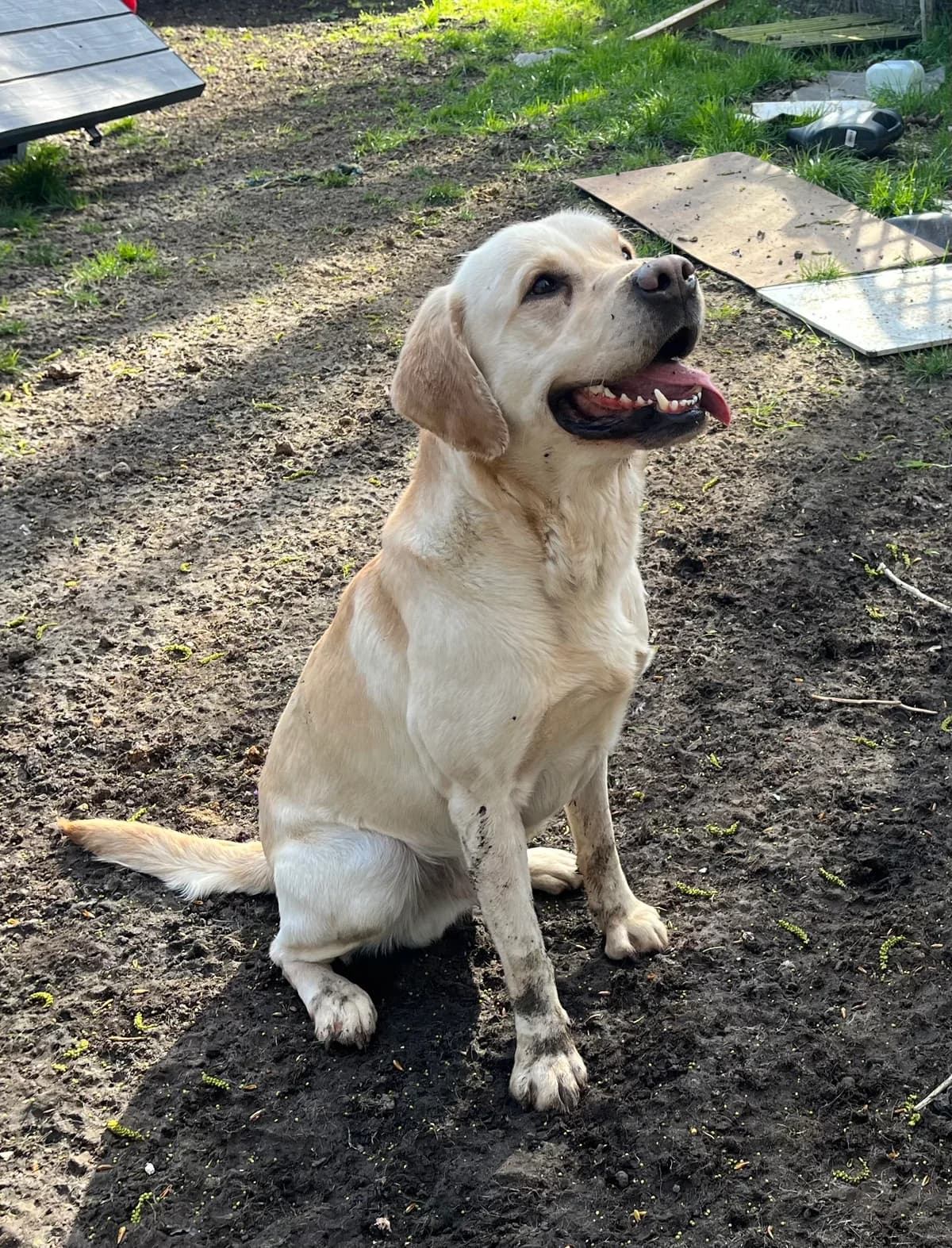 2452 4 Year old Male, Yellow male 4yo Labrador Retriever for adoption at Labrador Rescue South East and Central
