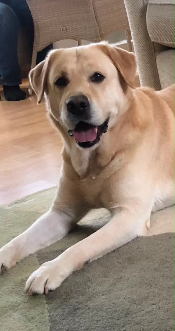 2455 – Handsome 6 year old Yellow Male, Yellow male Labrador Retriever for adoption at Labrador Rescue South East and Central
