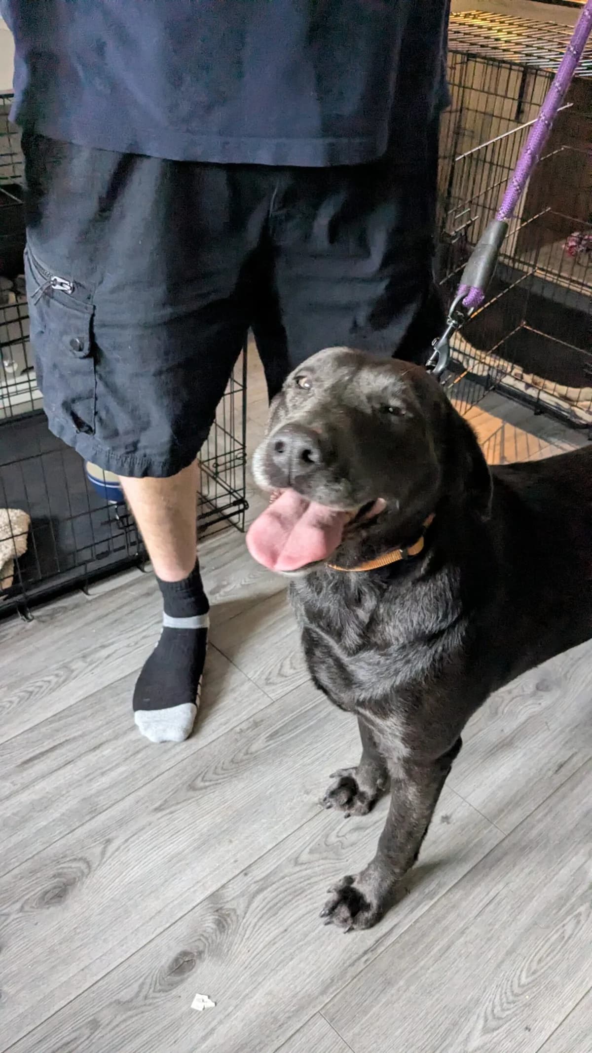 6.5 Year Old Ex Breeding Girl, Charcoal female 5yo Labrador Retriever for adoption at Labrador Rescue South East and Central