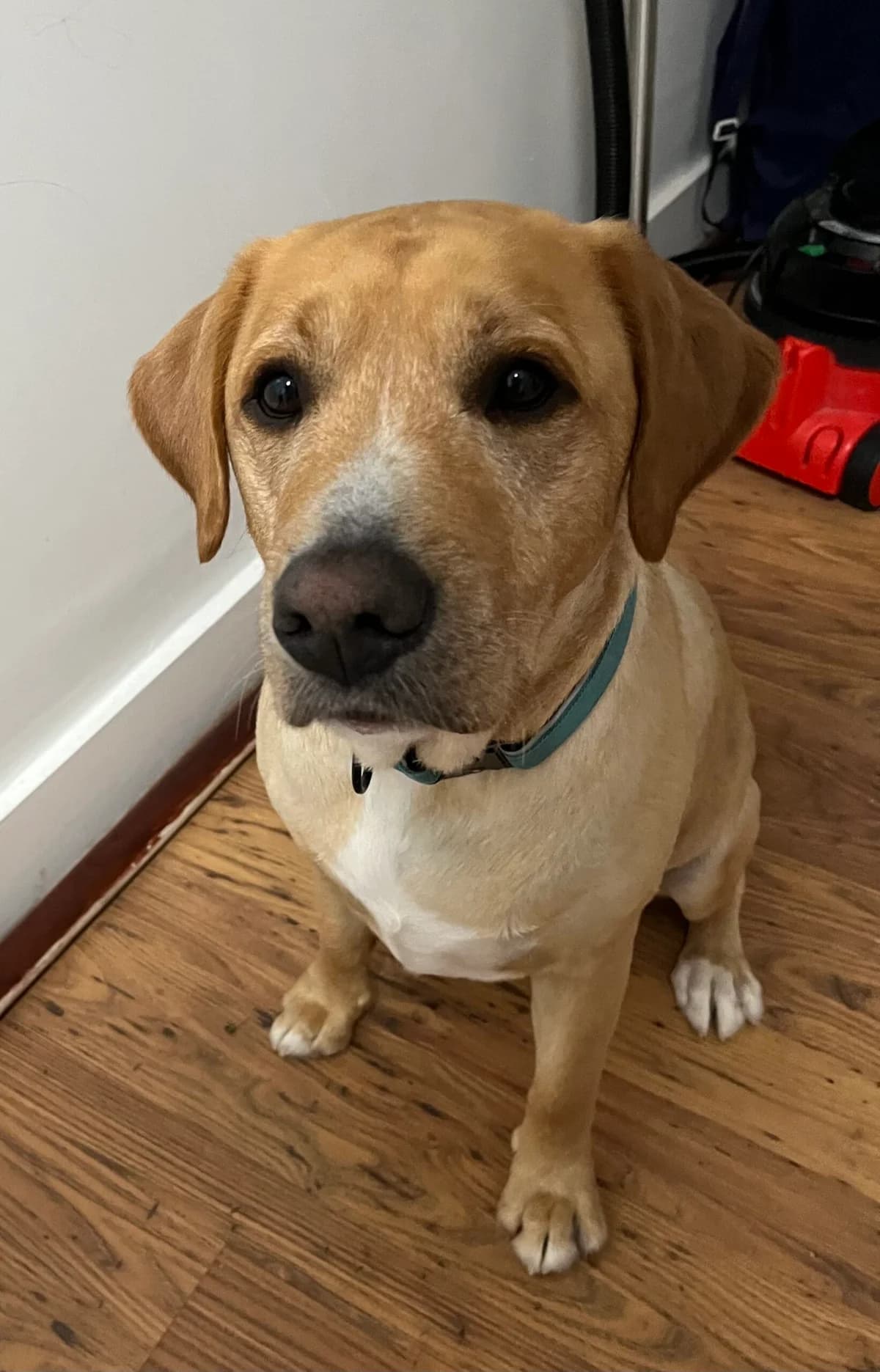 2466 A Likely Lad, Yellow male 4yo Labrador Retriever for adoption at Labrador Rescue South East and Central