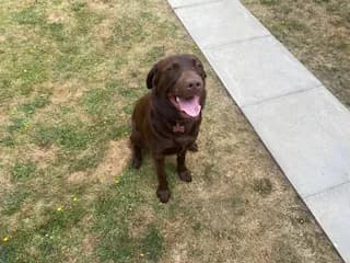 6 Year Old Female Labrador Looking for a Forever Home, Black female 6yo Labrador Retriever for adoption at Labrador Rescue South East and Central
