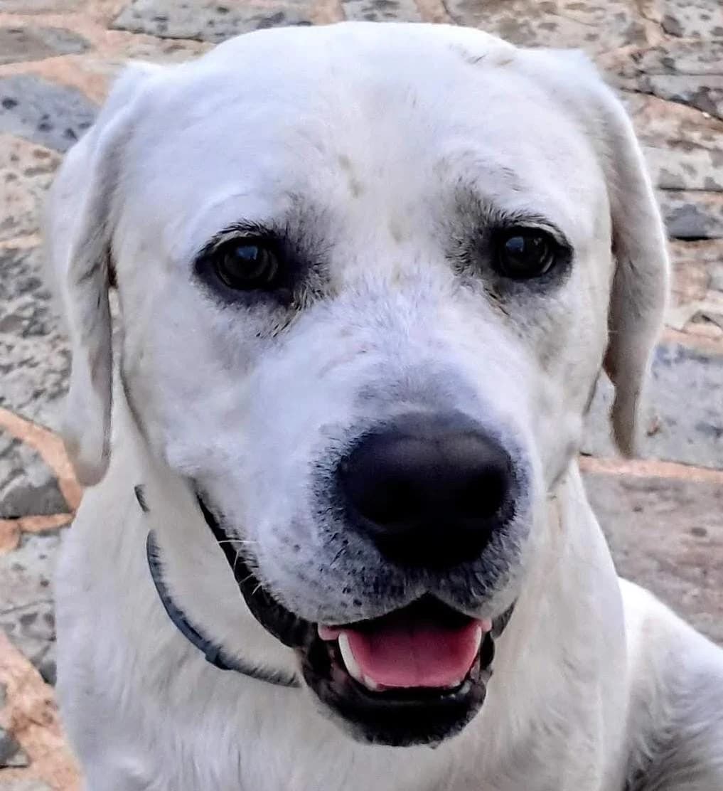 2477 – 22 month old Yellow Male, Yellow male puppy Labrador Retriever for adoption at Labrador Rescue South East and Central