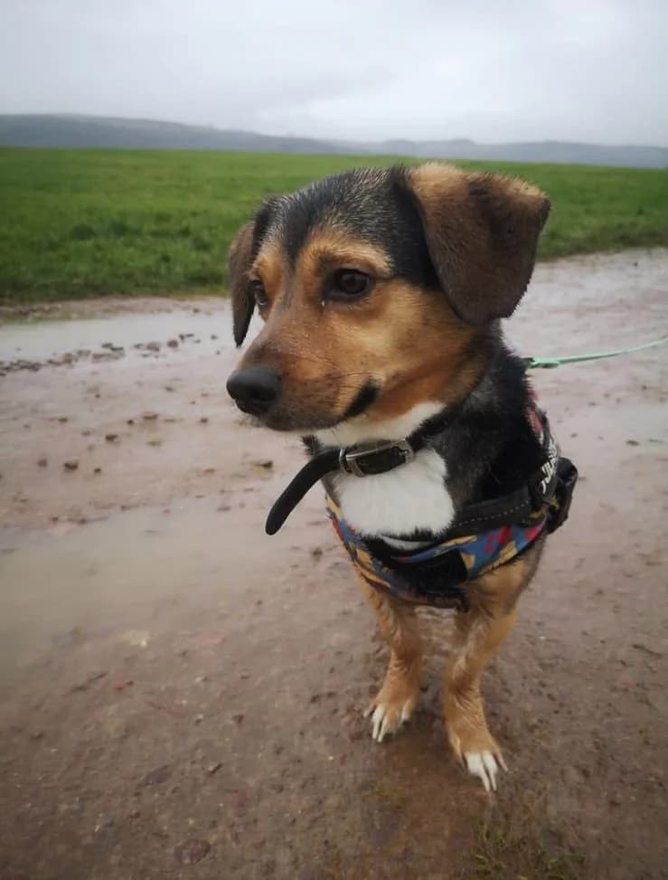 Leo, male 6yo Mixed Breed for adoption at Lucky