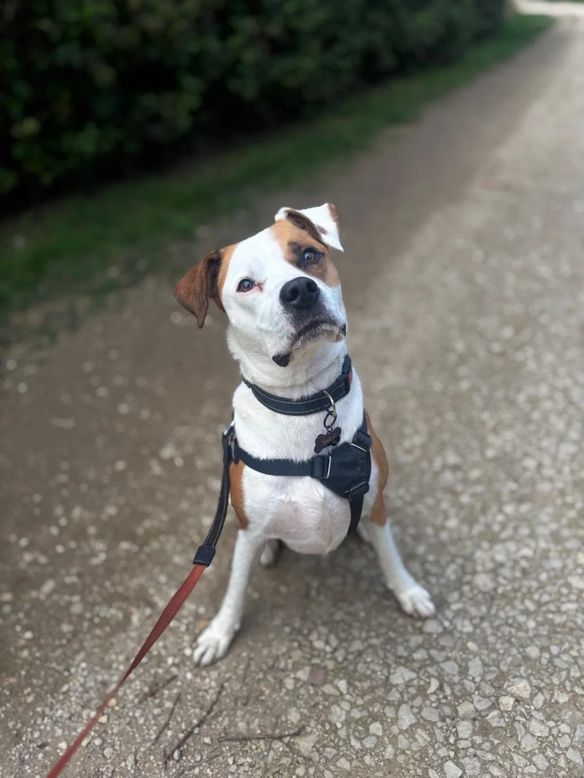 Spike, male Mixed Breed for adoption at Lucky
