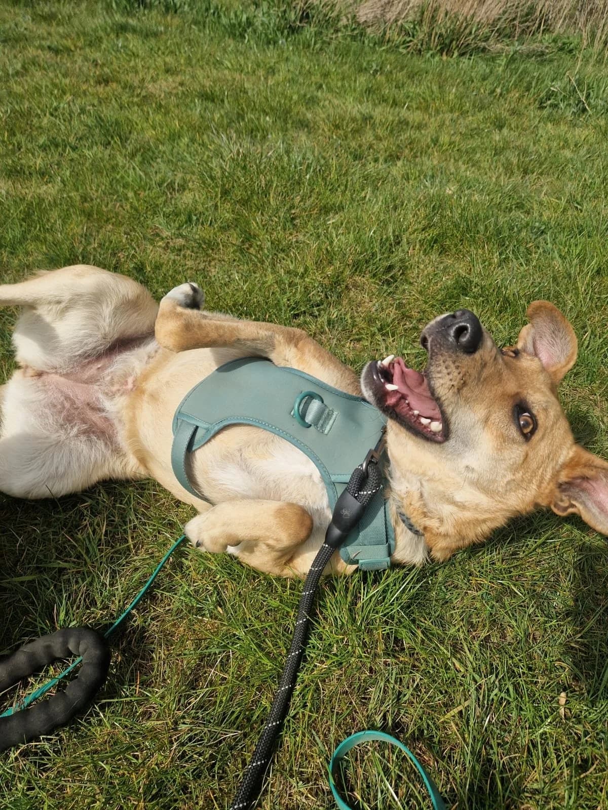 Tam, female puppy Mixed Breed for adoption at Lucky