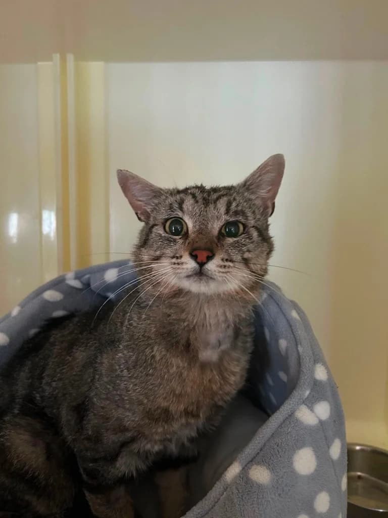 Gordon, male 5yo Mixed Breed for adoption at Lulu