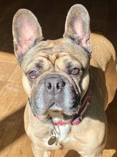 Chyli, female 4yo Mixed Breed for adoption at Luna Animal Rescue