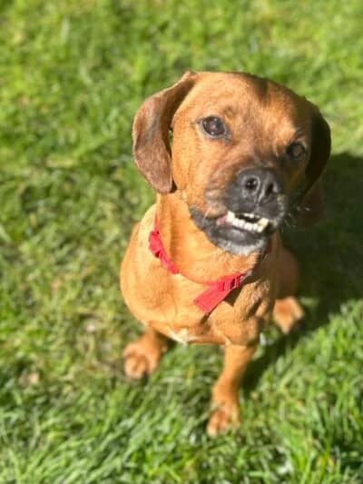 Mango, male 3yo Mixed Breed for adoption at Luna Animal Rescue