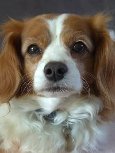 Haryali, male 5yo Mixed Breed for adoption at Luna Animal Rescue