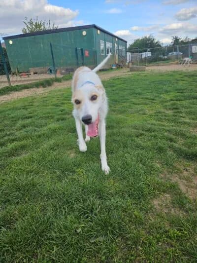 Royce, male 3yo Mixed Breed for adoption at Luna Animal Rescue