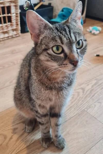 Mithai, Mixed Breed (Luna Animal Rescue)