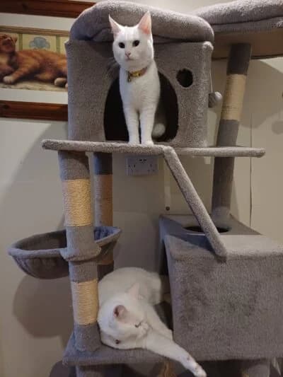 Shiro and Miso, female young Mixed Breed for adoption at Luna Animal Rescue