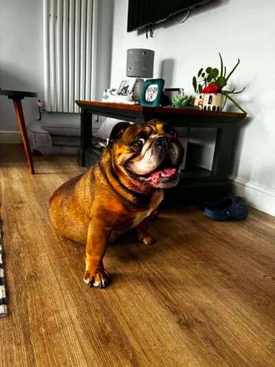 Suki, female 5yo Mixed Breed for adoption at Luna Animal Rescue