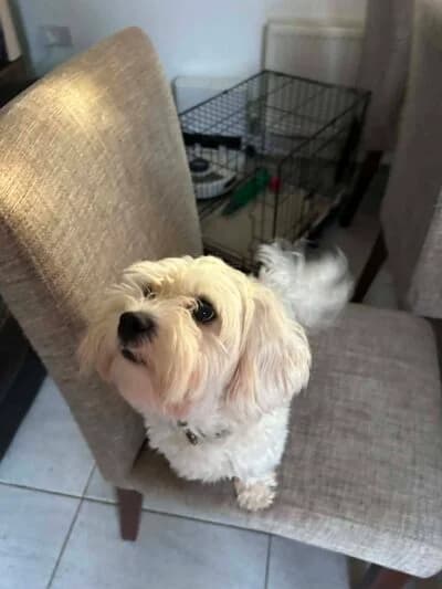 Ada, female 3yo Mixed Breed for adoption at Luna Animal Rescue