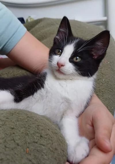 Harbour, male puppy Mixed Breed for adoption at Luna Animal Rescue