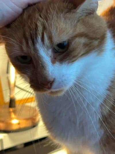 Mutla, male 7yo Mixed Breed for adoption at Luna Animal Rescue