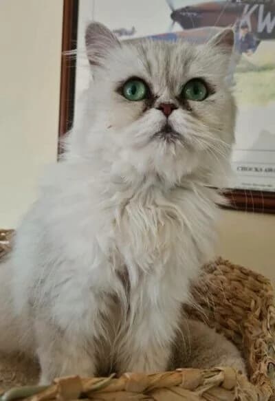Jetty, female 5yo Mixed Breed for adoption at Luna Animal Rescue
