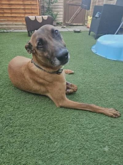 Cruise, male 7yo Mixed Breed for adoption at Luna Animal Rescue