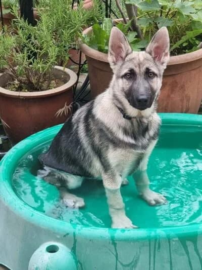 Sandpiper, female puppy Mixed Breed for adoption at Luna Animal Rescue