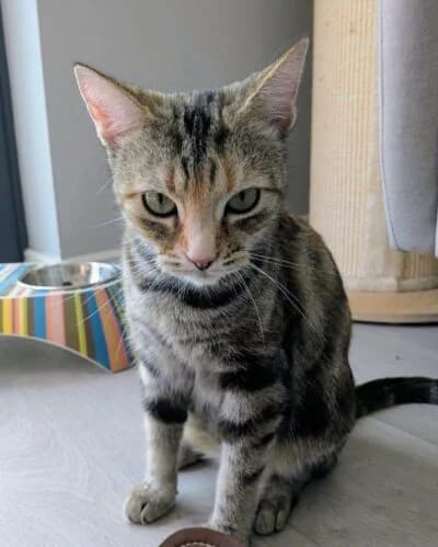 Scull, female 6yo Mixed Breed for adoption at Luna Animal Rescue