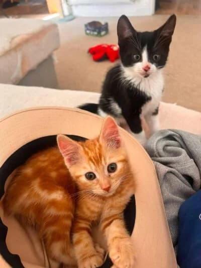 Nori, Sesame and Salmon, female puppy Mixed Breed for adoption at Luna Animal Rescue