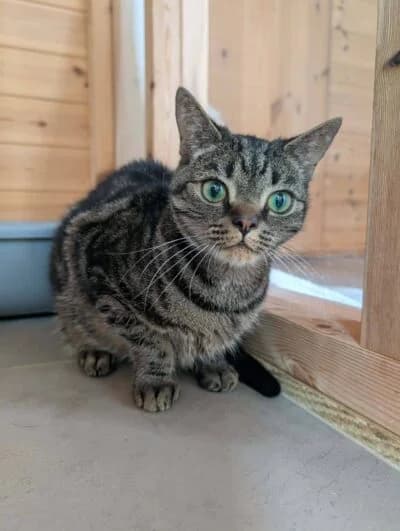 Sole, Mixed Breed (Luna Animal Rescue)