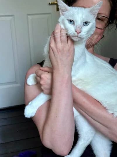 Paneer, Mixed Breed (Luna Animal Rescue)