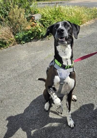 Marine, female 3yo Mixed Breed for adoption at Luna Animal Rescue