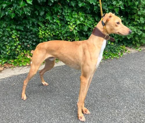 Lennox,  4yo mixed breed for adoption at Lurcher Link