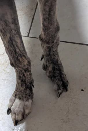 Ace,  puppy mixed breed for adoption at Lurcher Link