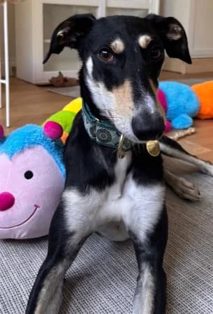 Mars,  4yo Saluki for adoption at Lurcher Link