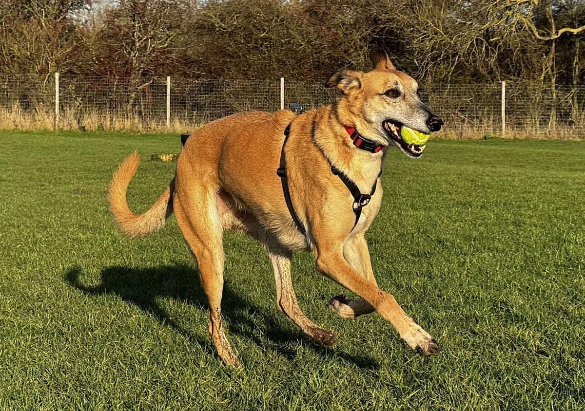 Ralphy, male senior mixed breed for adoption at Lurcher SOS, Farnham