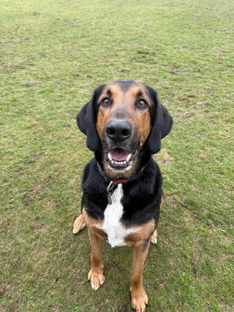 Pluto, male 7yo Bloodhound for adoption at ManxSPCA
