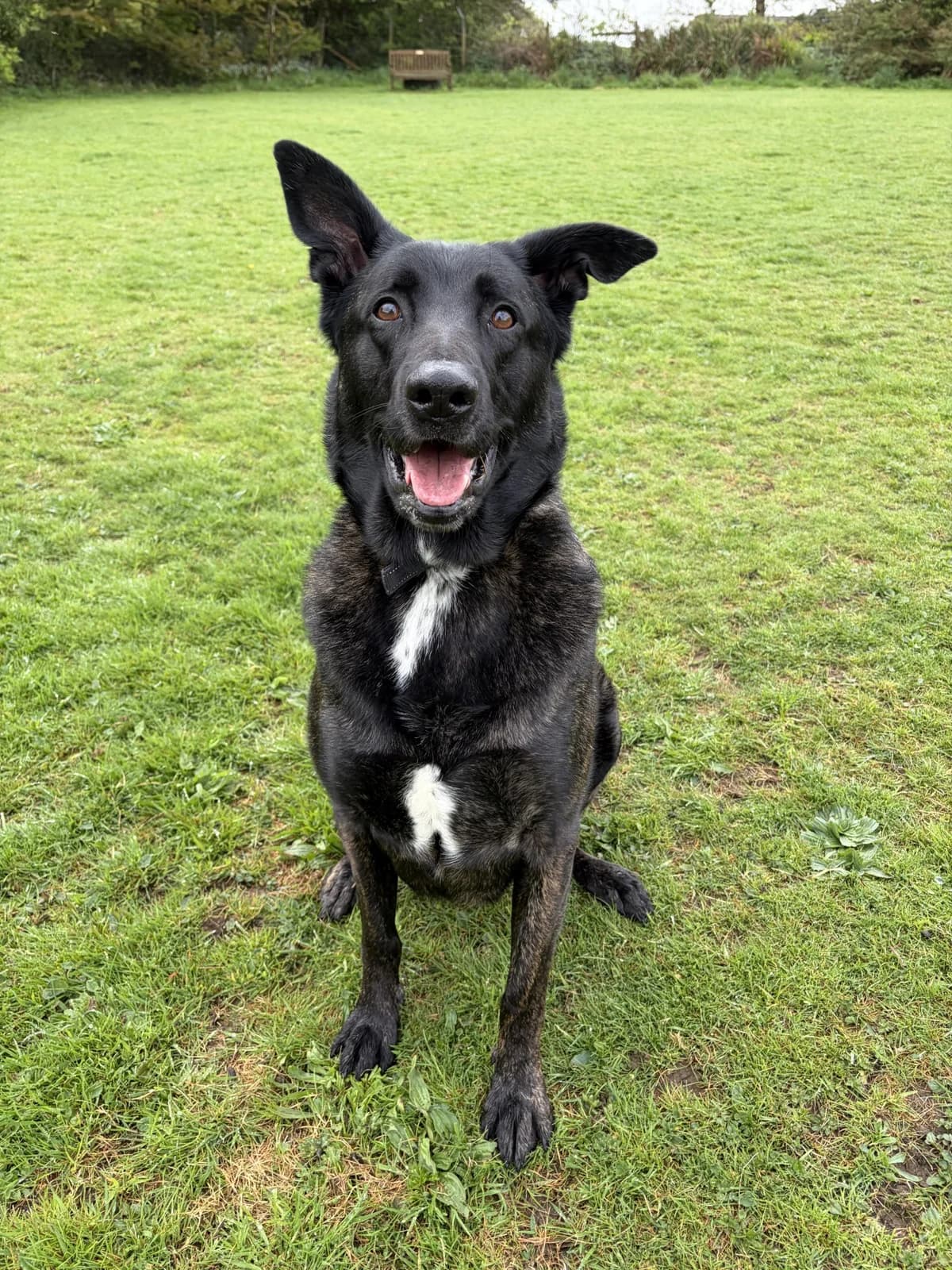 Achilles, male 3yo Dutch Shepherd for adoption at ManxSPCA